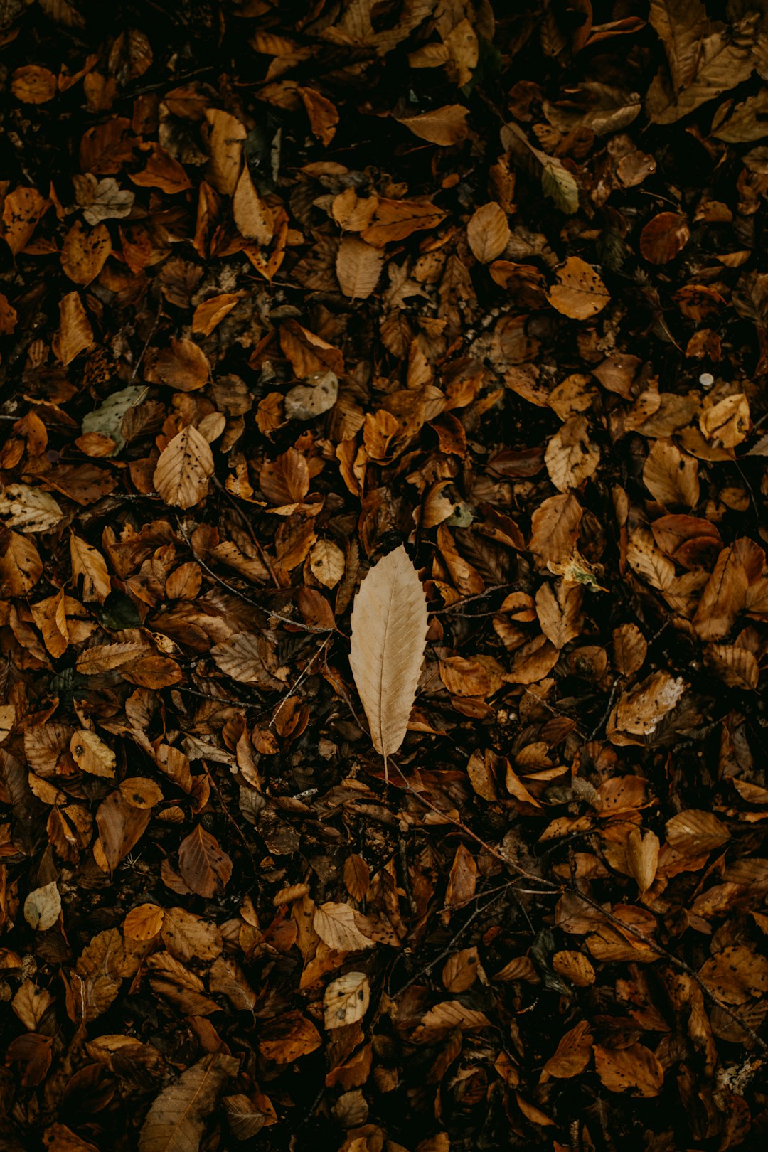 セージ＆ラベンダーキット